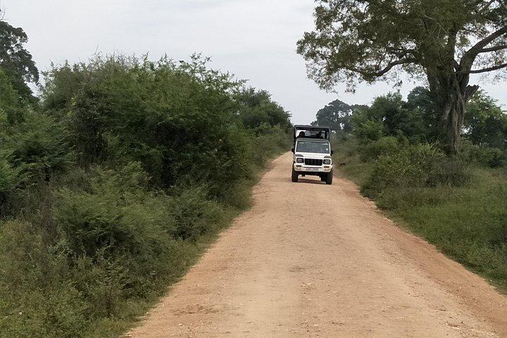 Excursion d'une journée en Jeep Safari au parc national de Yala tout compris au départ de Colombo et Negombo