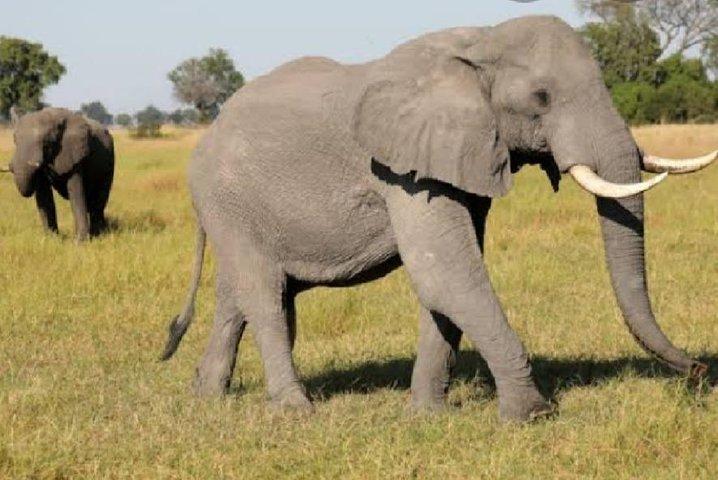 Heldagssafaritur i Pilanesberg Nationalpark, åben Jeep-oplevelse