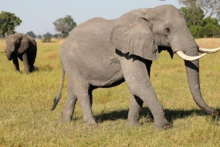 Heldagssafaritur i Pilanesberg Nationalpark, åben Jeep-oplevelse