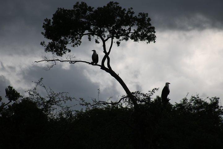 2 dagars schimpansvandring i Kibale nationalpark