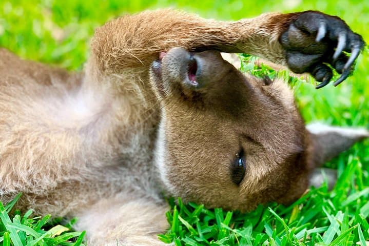 Baby Animals, Boomerangs and BBQ Lunch
