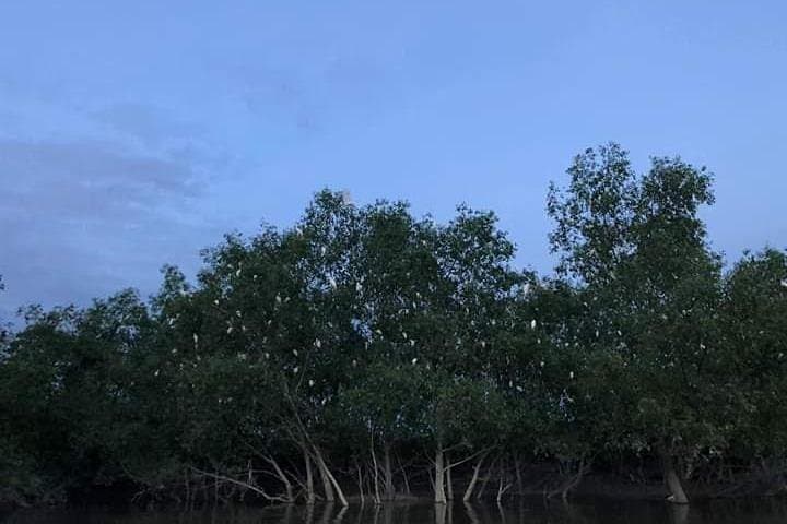 Glowing Kuala Selangor Firefly Tour
