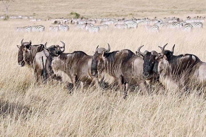 4 Days lake manyara -Ngorongoro crater- Tarangire safari