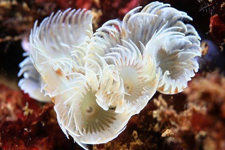 Scuba Diving Albufeira-dobbelt dykkertur