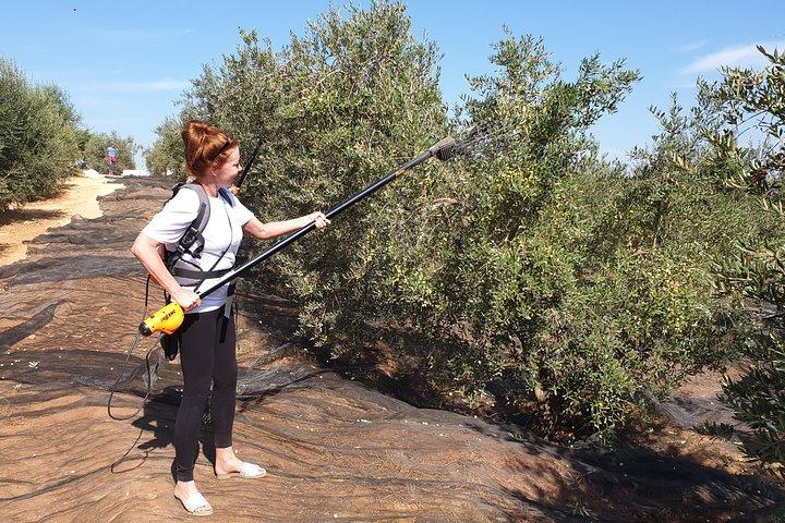 Olijfolieboerderijtour met proeverij vanuit Sevilla