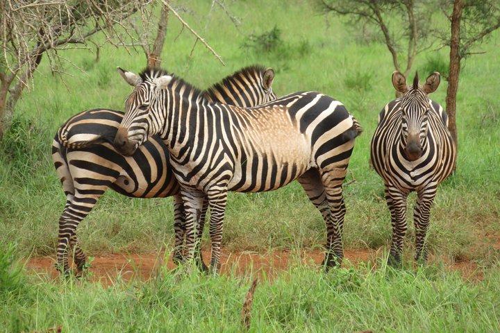Transferência privada de ida e volta de Kigali ao Parque Nacional Akagera. Ruanda