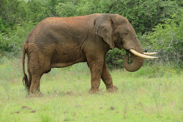 Transferência privada de ida e volta de Kigali ao Parque Nacional Akagera. Ruanda