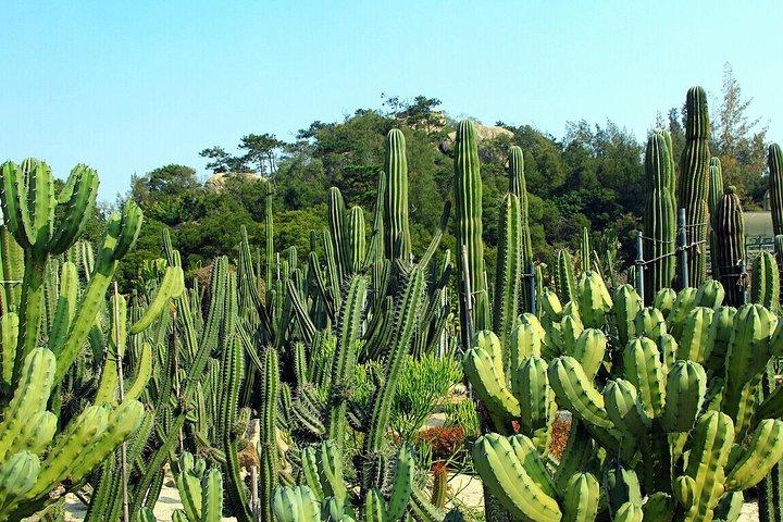 Xiamen Private Day Tour: Botanisk trädgård och Jimei School Village