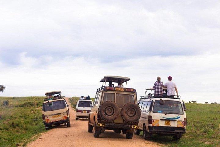 Oeganda: 10-daagse mid-range Wildlife, Big-Five, Gorilla Safari