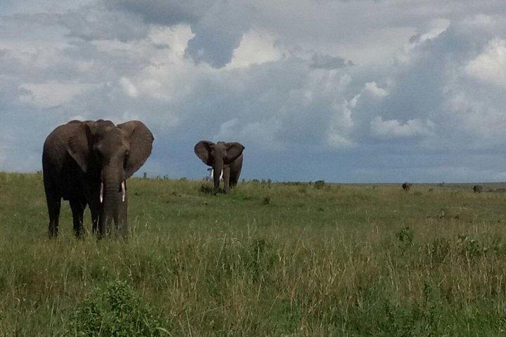 4 giorni Amazing Maasai Mara e Lago Nakuru Budget Safari