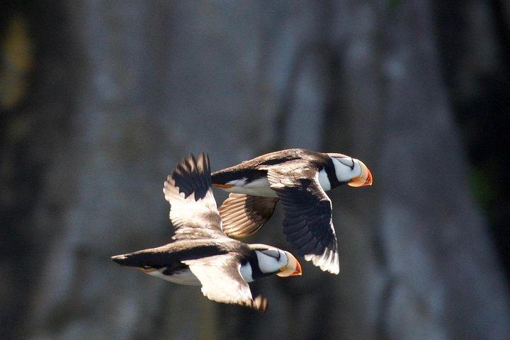 Crociera sul ghiacciaio e sulla fauna del Parco nazionale dei Fiordi di Kenai