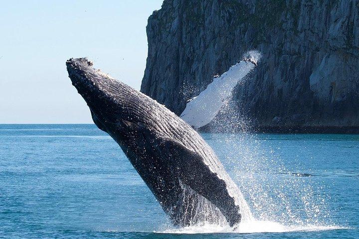 Crociera sul ghiacciaio e sulla fauna del Parco nazionale dei Fiordi di Kenai