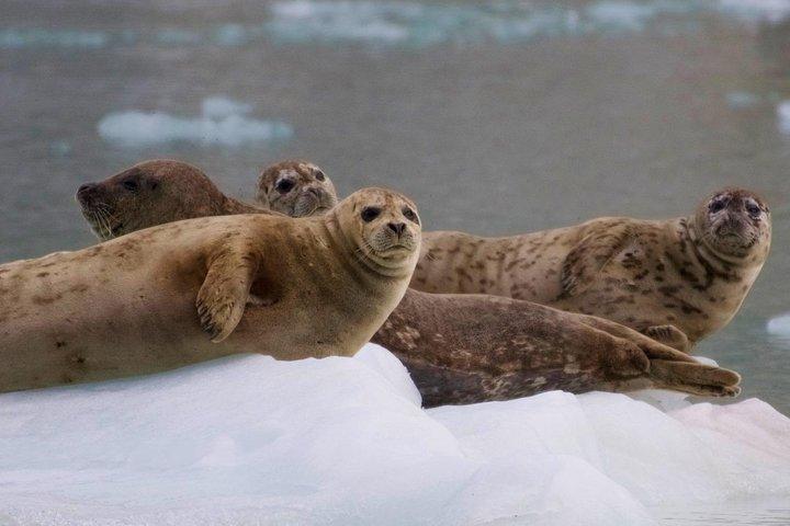 Crociera sul ghiacciaio e sulla fauna del Parco nazionale dei Fiordi di Kenai