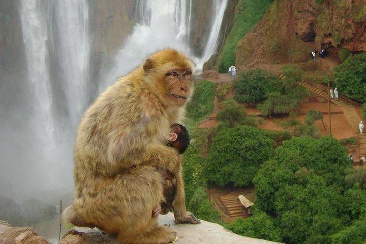 マラケシュからのOuzoud滝へのベストガイド付き日帰り旅行