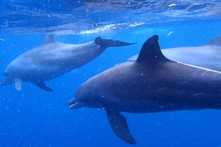 Zanzibar Dolphin Tour unforgettable Experience!