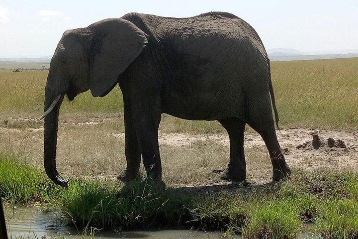 6 días Maasai Mara - Lago Nakuru - Amboseli.