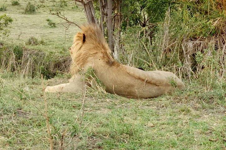 6 días Maasai Mara - Lago Nakuru - Amboseli.