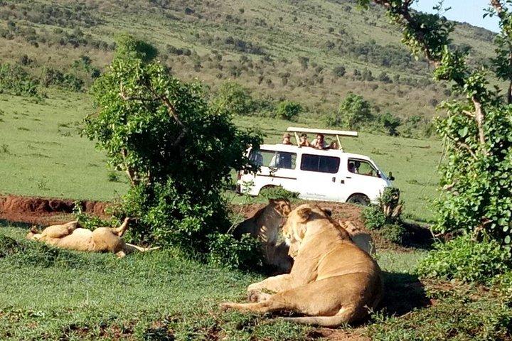 6 días Maasai Mara - Lago Nakuru - Amboseli.