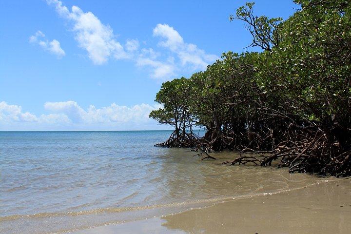 Von Cairns : Cooktown, Daintree & Outback 3-tägige Tour in kleiner Gruppe