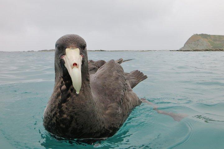 Wildlife Sea Kayaking Tour - Kaikoura