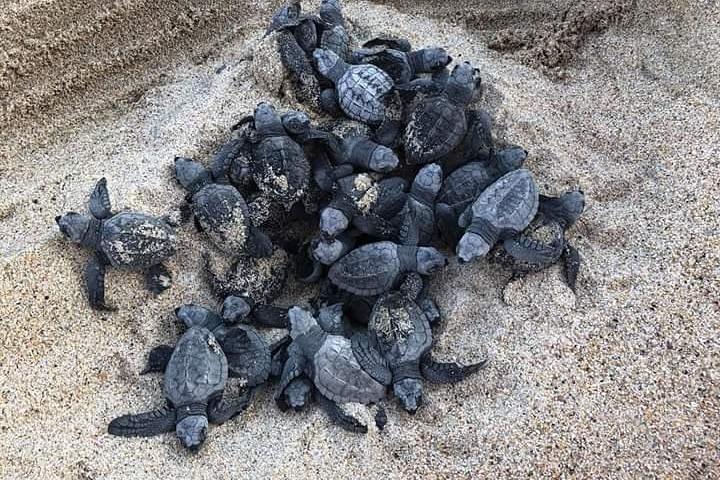 Fantastisk Turtle Release Tour