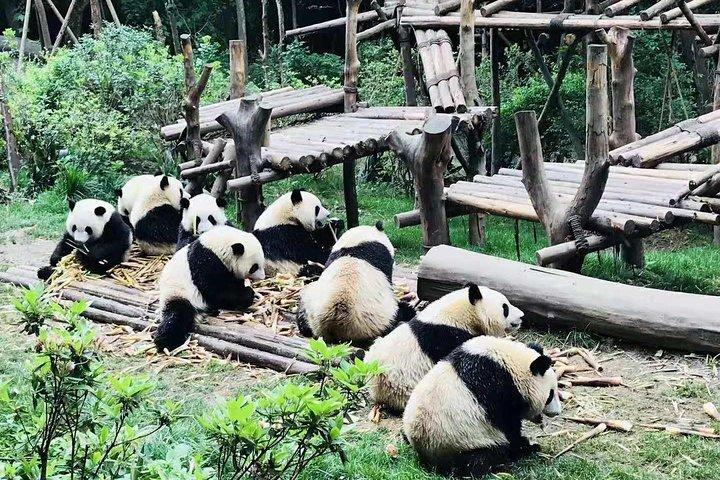 Chengdu All Panda Experience Private Day Tour
