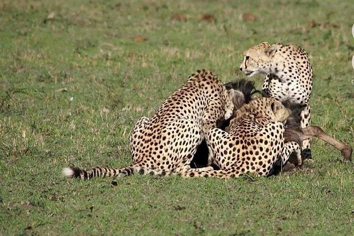 4 dagar Masai Mara / Lake Nakuru budget safari