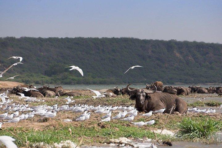 3 dage Big Five Game Viewing i Queen Elizabeth National Park