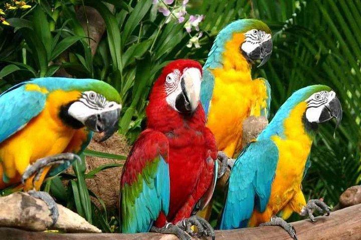 Mandai wildlife Singapore com Trânsito de Trânsito apenas