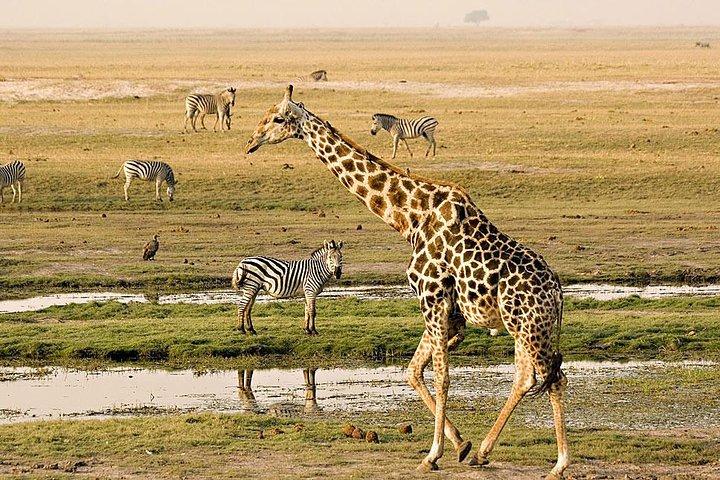 Chobe Tagesausflug in Botswana