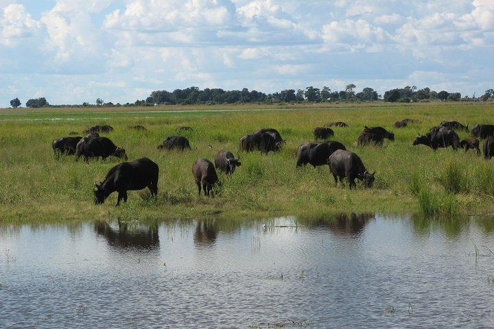 Chobe Tagesausflug in Botswana