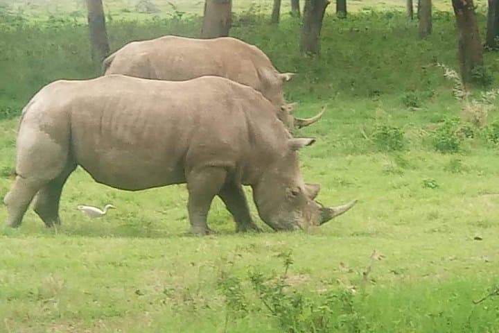 11 Days Guided Group Safari in Kenya And Tanzania