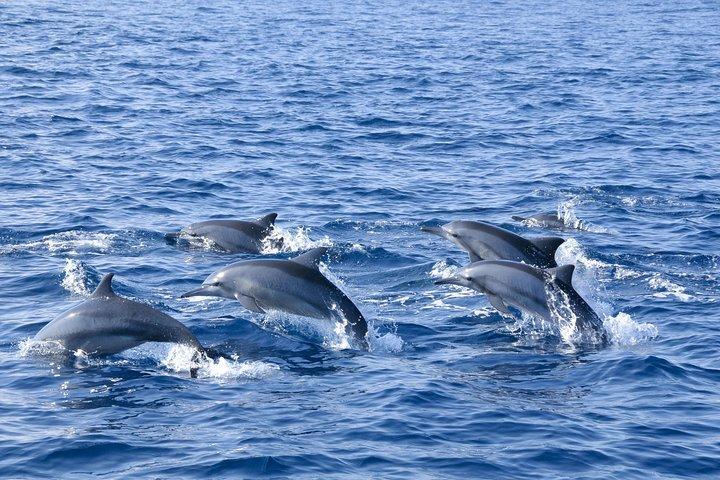 Observation des baleines et des dauphins à Trincomalee