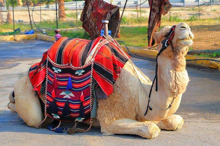 Camel ride through agafay desert