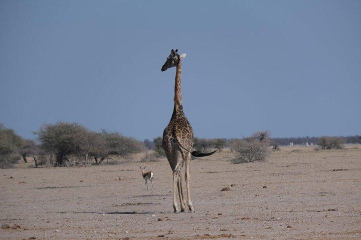 15 Day Mobile Camping Safari Botswana