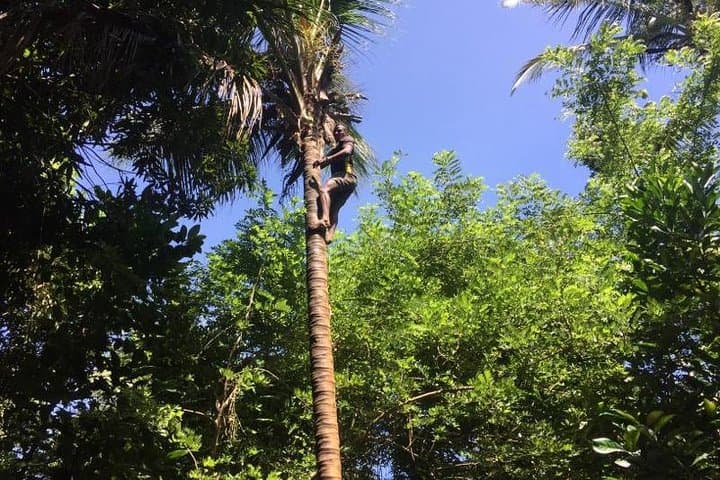 Spice Farm and Jozani Forest Private Tour