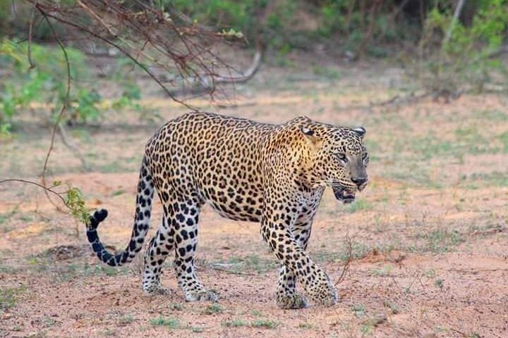 Eine Yala-Tagestour ab Colombo (All Inclusive)