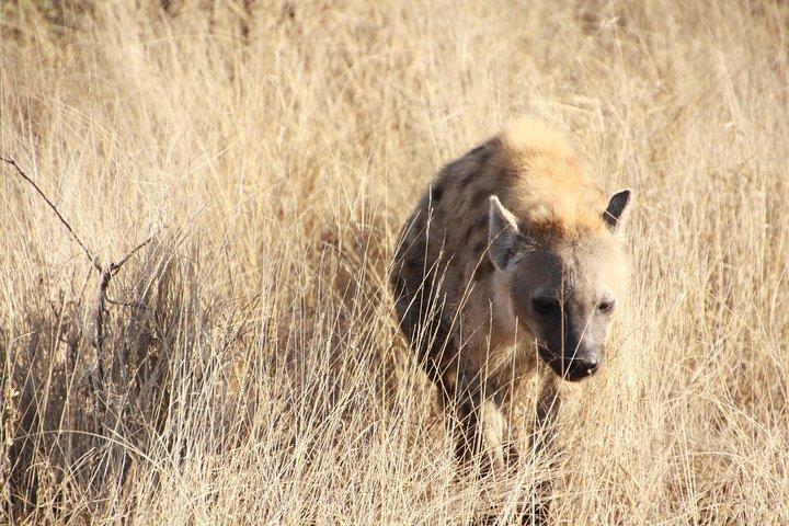 8 Days Masai Mara, Nakuru, Naivasha, Amboseli Budget Safari