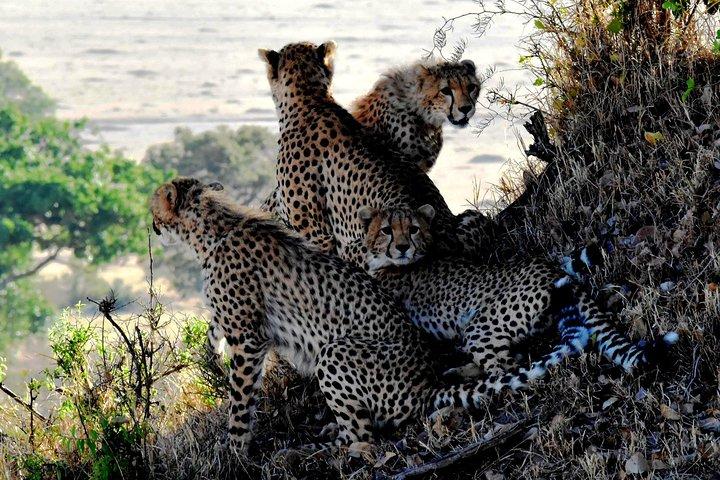 8 Days Masai Mara, Nakuru, Naivasha, Amboseli Budget Safari
