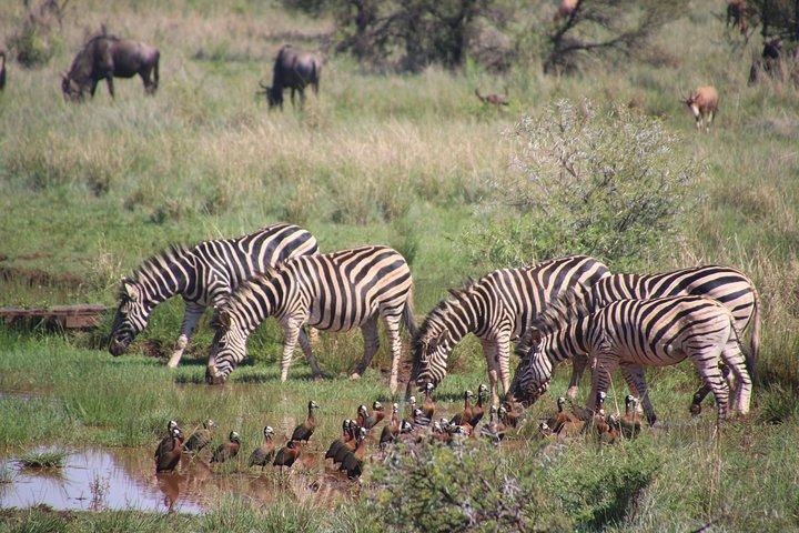 8 Days Masai Mara, Nakuru, Naivasha, Amboseli Budget Safari