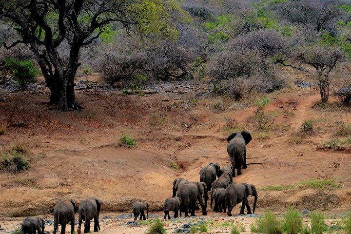8 Days Masai Mara, Nakuru, Naivasha, Amboseli Budget Safari