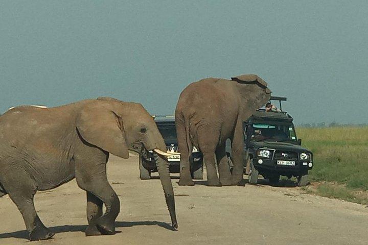 3-tägige Amboseli-Safari mit privater Lodge
