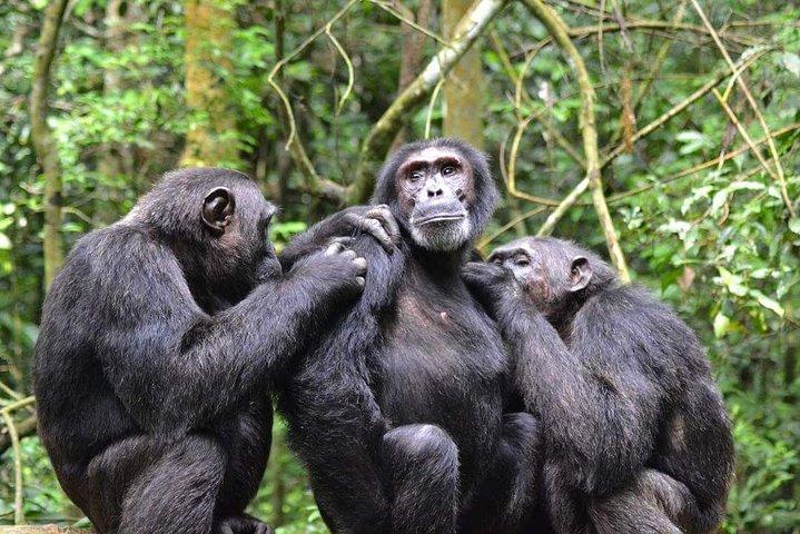 Suivi des chimpanzés sur 3 jours - Budget