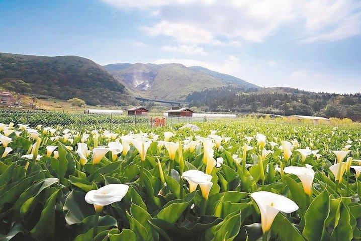 台湾TST:プライベートツアー台北、陽明山、北投、淡水
