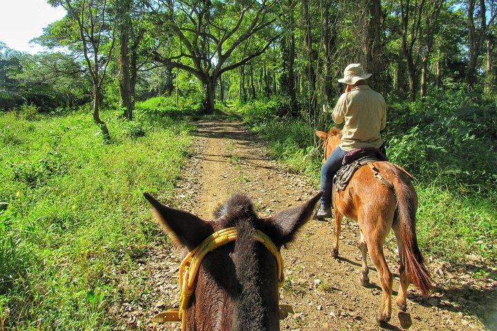 Discover a nature reserve on horseback