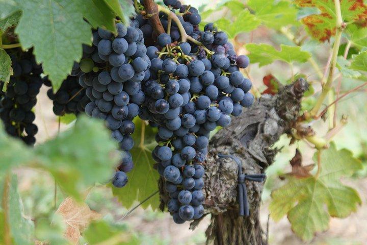 Une journée à Saint-Émilion en tour privé (Berline Premium)