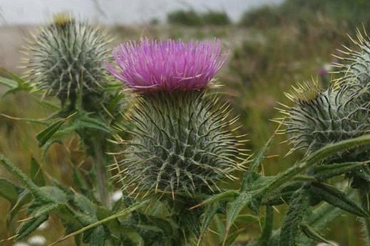 Tour privato di guida privata di St Andrews di sei ore