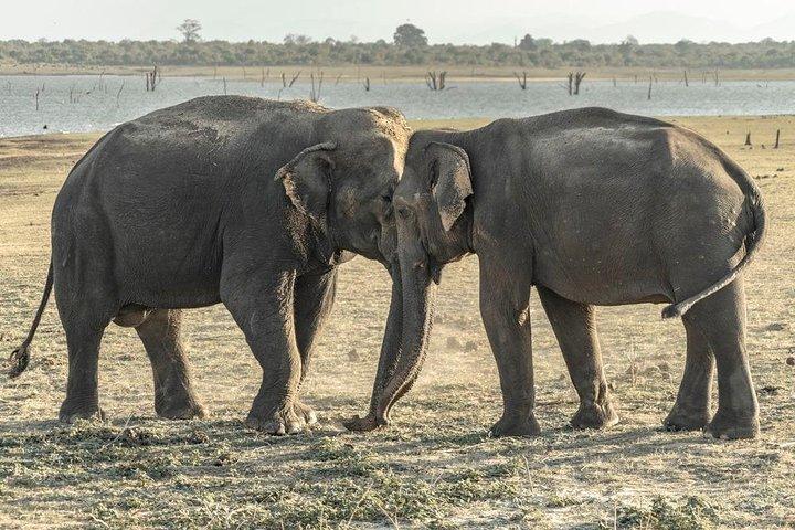 Excursion privée d'une journée au rocher de Pidurangala et safari en jeep au départ de Colombo