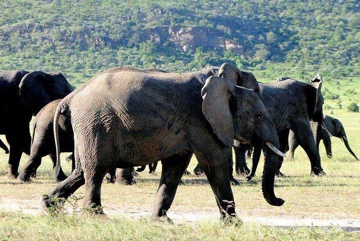 7 dage i Masai Mara - Lake Nakuru - Naivasha-søen - Amboseli