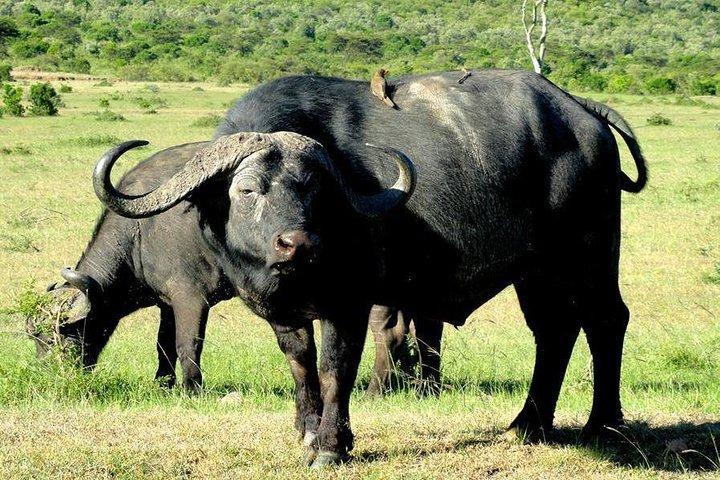 7 dage i Masai Mara - Lake Nakuru - Naivasha-søen - Amboseli